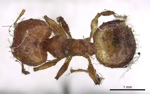Pheidole variabilis specimen CASENT0919764 image casent0919764_1