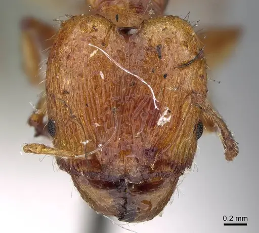 Pheidole variabilis specimen CASENT0919764 image casent0919764_2