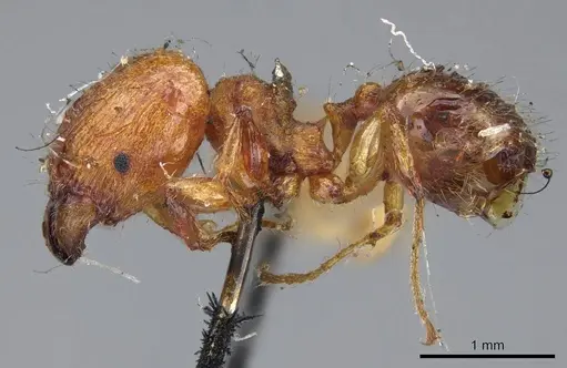 Pheidole variabilis specimen CASENT0919764 image casent0919764_3