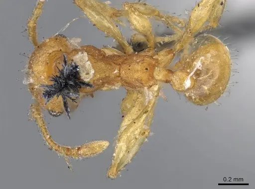 Pheidole variabilis specimen CASENT0919765 image casent0919765_1