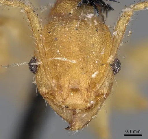 Pheidole variabilis specimen CASENT0919765 image casent0919765_2