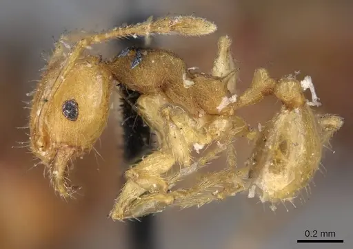 Pheidole variabilis specimen CASENT0919765 image casent0919765_3