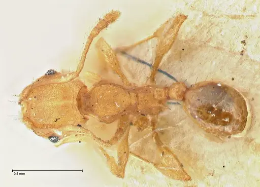 Pheidole variabilis specimen FOCOL2891 image focol2891_1