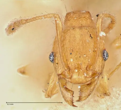 Pheidole variabilis specimen FOCOL2891 image focol2891_2