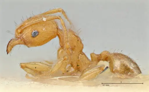 Pheidole variabilis specimen FOCOL2891 image focol2891_3