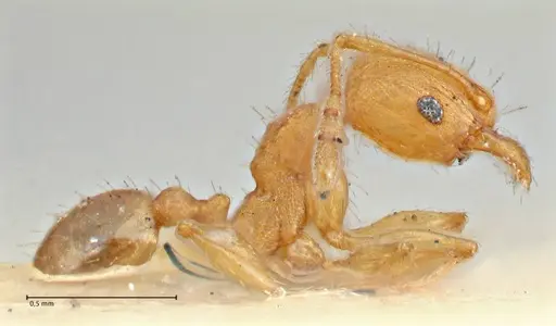 Pheidole variabilis specimen FOCOL2891 image focol2891_4