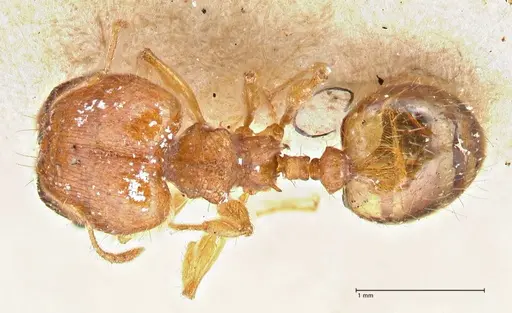 Pheidole variabilis specimen FOCOL2892 image focol2892_1
