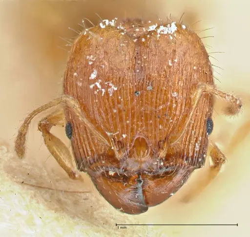Pheidole variabilis specimen FOCOL2892 image focol2892_2