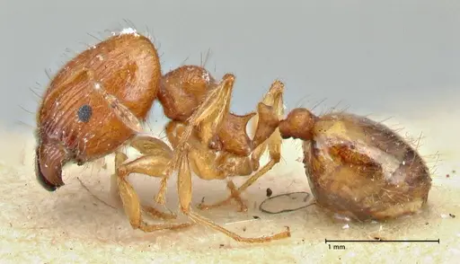 Pheidole variabilis specimen FOCOL2892 image focol2892_3