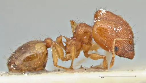 Pheidole variabilis specimen FOCOL2892 image focol2892_4