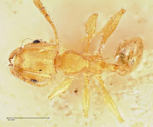 Pheidole variabilis specimen FOCOL2893 image focol2893_1