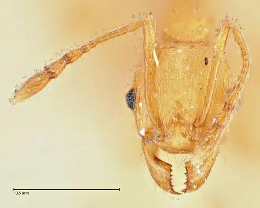 Pheidole variabilis specimen FOCOL2893 image focol2893_2