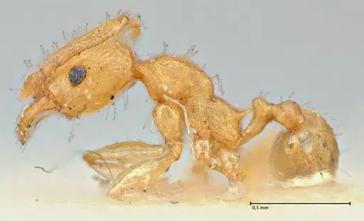 Pheidole variabilis specimen FOCOL2893 image focol2893_3
