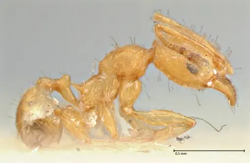 Pheidole variabilis specimen FOCOL2893 image focol2893_4