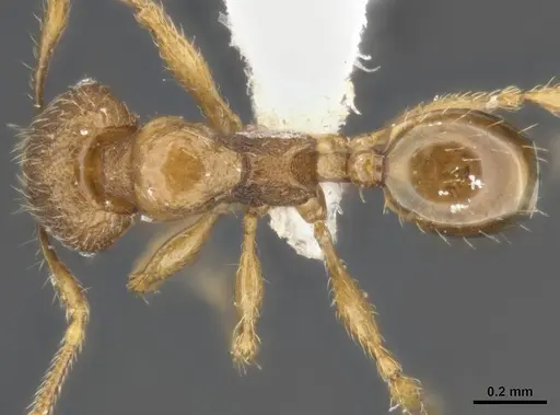 Pheidole variabilis specimen MCZ-ENT00511509 image mcz-ent00511509_1