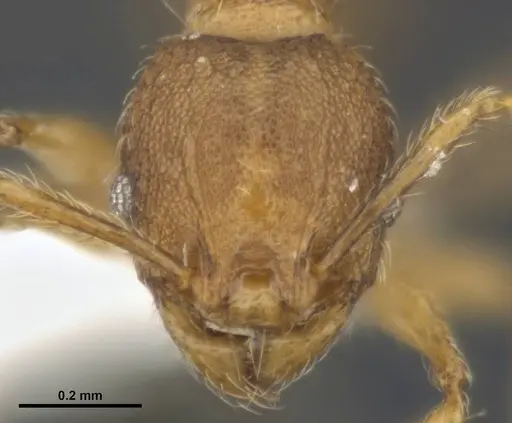 Pheidole variabilis specimen MCZ-ENT00511509 image mcz-ent00511509_2