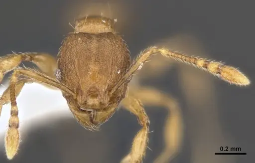 Pheidole variabilis specimen MCZ-ENT00511509 image mcz-ent00511509_3