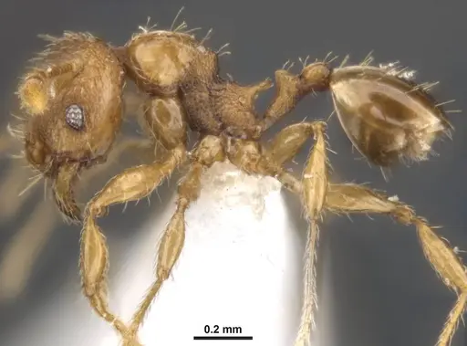 Pheidole variabilis specimen MCZ-ENT00511509 image mcz-ent00511509_4