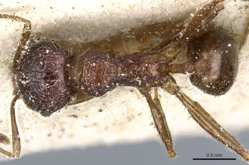 Pheidole variolosa specimen CASENT0904223 image casent0904223_1