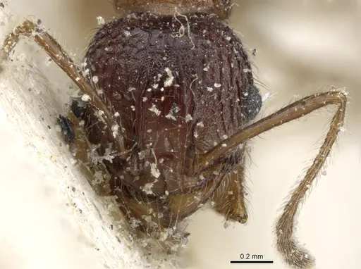Pheidole variolosa specimen CASENT0904223 image casent0904223_2