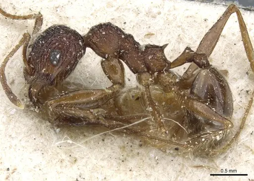 Pheidole variolosa specimen CASENT0904223 image casent0904223_3