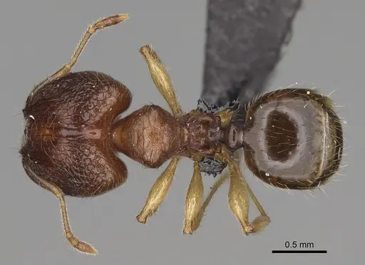 Pheidole vatovavensis specimen CASENT0060282 image casent0060282_1