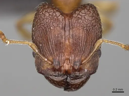 Pheidole vatovavensis specimen CASENT0060282 image casent0060282_2