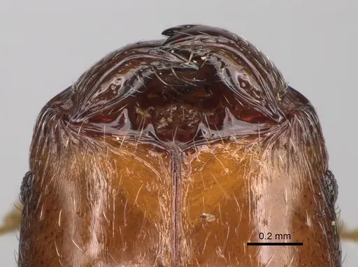 Pheidole vatovavensis specimen CASENT0060282 image casent0060282_3