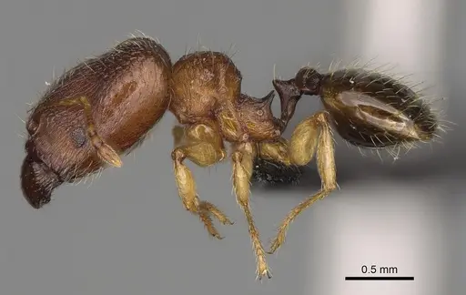 Pheidole vatovavensis specimen CASENT0060282 image casent0060282_4