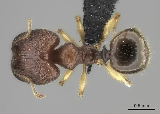 Pheidole vatovavensis specimen CASENT0061081 image casent0061081_1