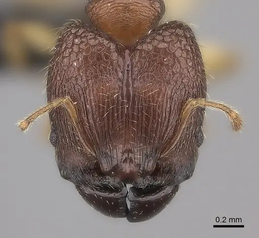 Pheidole vatovavensis specimen CASENT0061081 image casent0061081_2