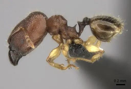 Pheidole vatovavensis specimen CASENT0061081 image casent0061081_3