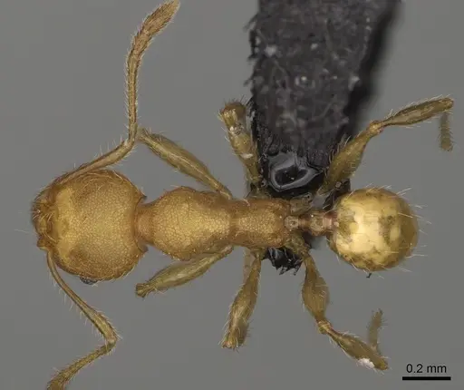 Pheidole vatovavensis specimen CASENT0923179 image casent0923179_1
