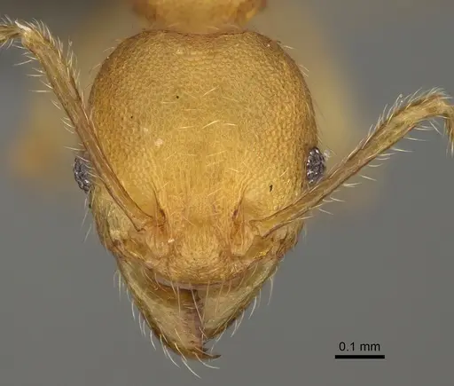 Pheidole vatovavensis specimen CASENT0923179 image casent0923179_2
