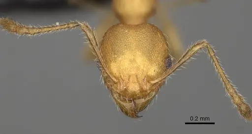 Pheidole vatovavensis specimen CASENT0923179 image casent0923179_3