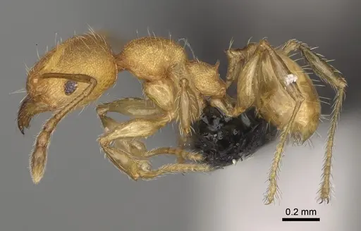 Pheidole vatovavensis specimen CASENT0923179 image casent0923179_4