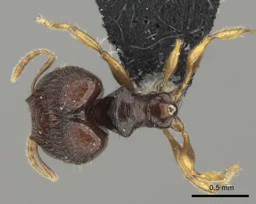 Pheidole vatu specimen CASENT0184306 image casent0184306_1