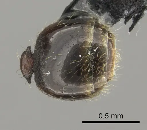 Pheidole vatu specimen CASENT0184306 image casent0184306_2