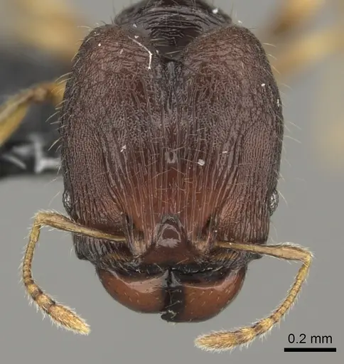 Pheidole vatu specimen CASENT0184306 image casent0184306_3
