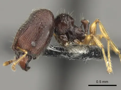 Pheidole vatu specimen CASENT0184306 image casent0184306_4
