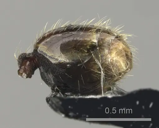Pheidole vatu specimen CASENT0184306 image casent0184306_5