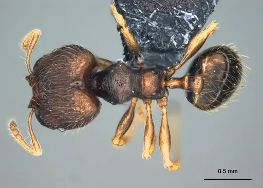 Pheidole vatu specimen CASENT0185525 image casent0185525_1