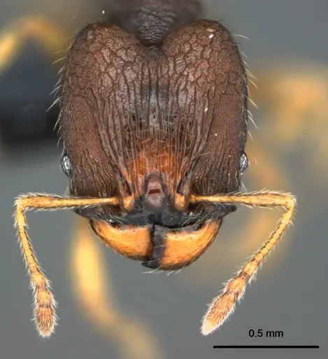 Pheidole vatu specimen CASENT0185525 image casent0185525_2