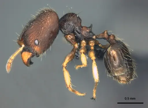 Pheidole vatu specimen CASENT0185525 image casent0185525_3