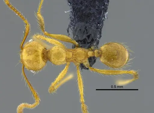 Pheidole veletis specimen CBUMAGENT42054 image cbumagent42054_1