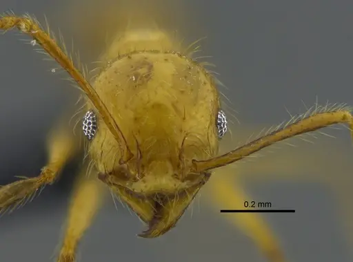 Pheidole veletis specimen CBUMAGENT42054 image cbumagent42054_2