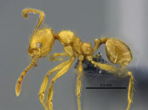Pheidole veletis specimen CBUMAGENT42054 image cbumagent42054_3