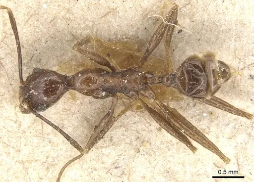 Pheidole velox specimen CASENT0904235 image casent0904235_1