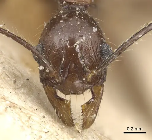 Pheidole velox specimen CASENT0904235 image casent0904235_2
