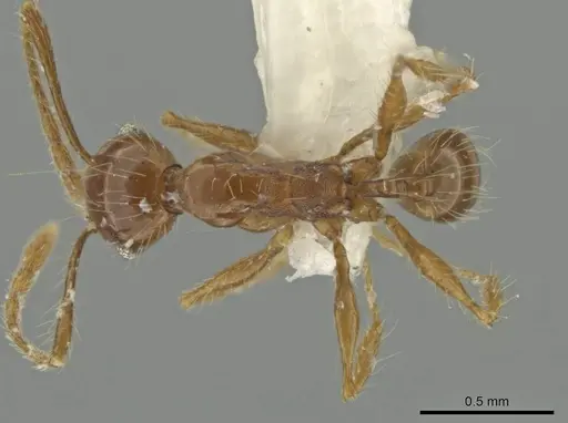 Pheidole venatrix specimen JTLC000016569 image jtlc000016569_1